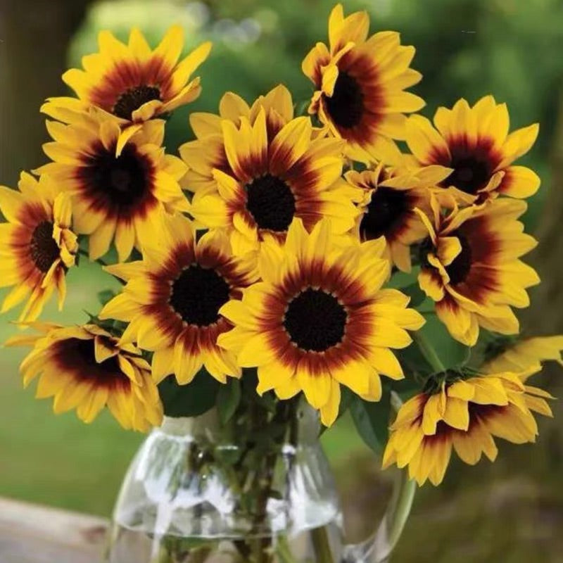Sunflower Bonsai Flowering Machine, Glorious Years