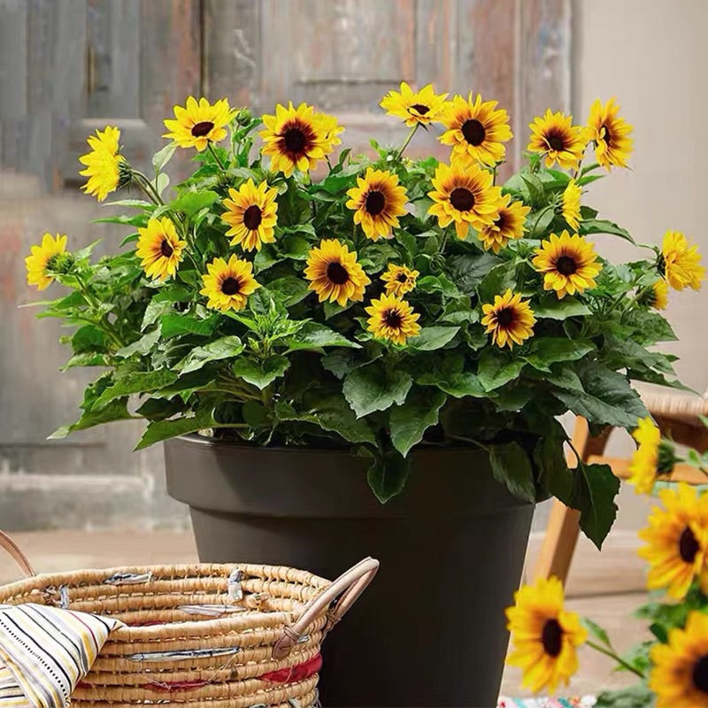 Sunflower Bonsai Flowering Machine, Glorious Years