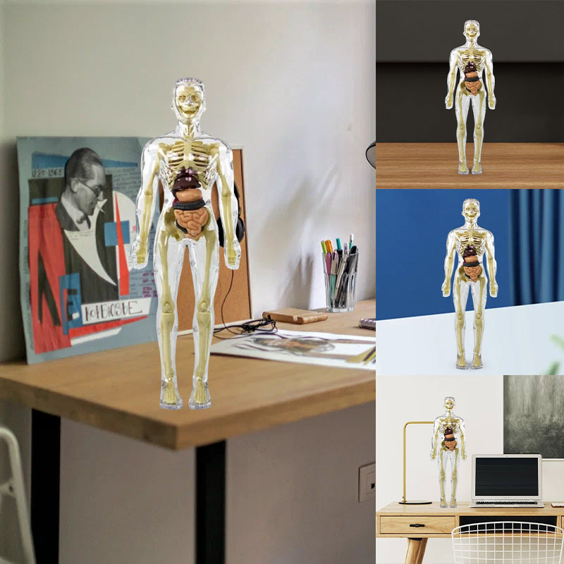 Ideales Geschenk -3D menschliches Skelett Anatomie Modell für Kinder