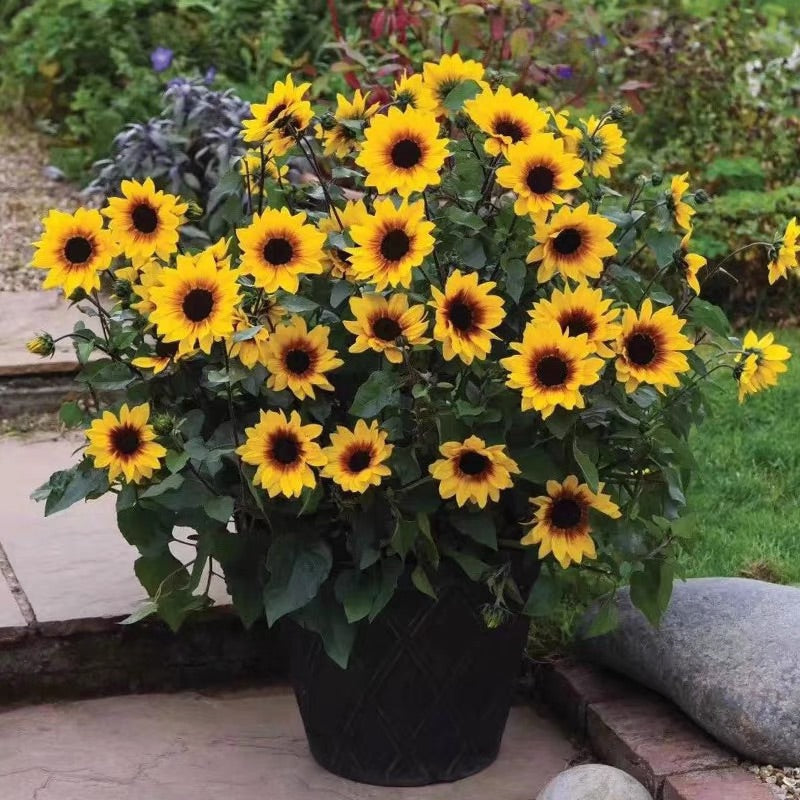 Sunflower Bonsai Flowering Machine, Glorious Years
