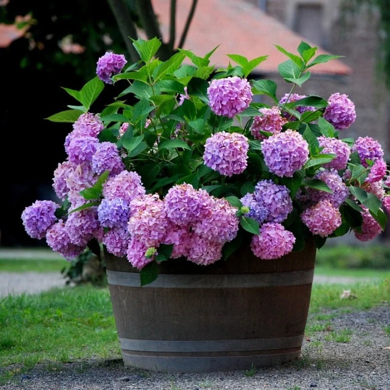OFF-Outdoor Artificial Hydrangea Flowers💐