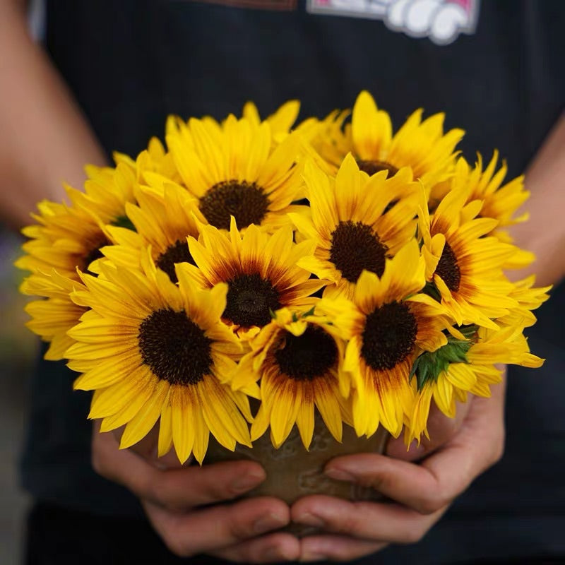 Sunflower Bonsai Flowering Machine, Glorious Years