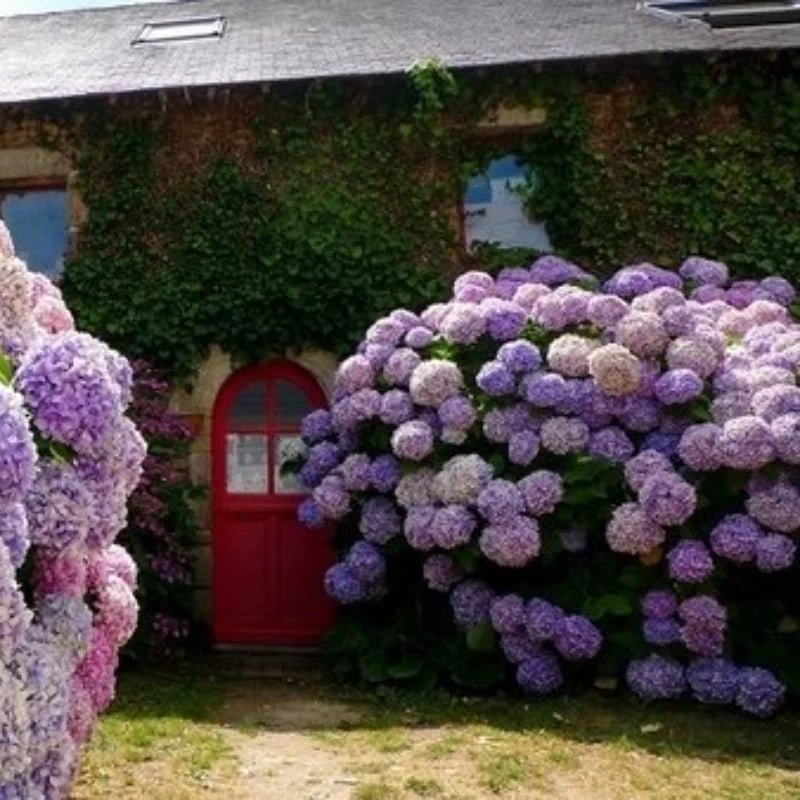 OFF-Outdoor Artificial Hydrangea Flowers💐