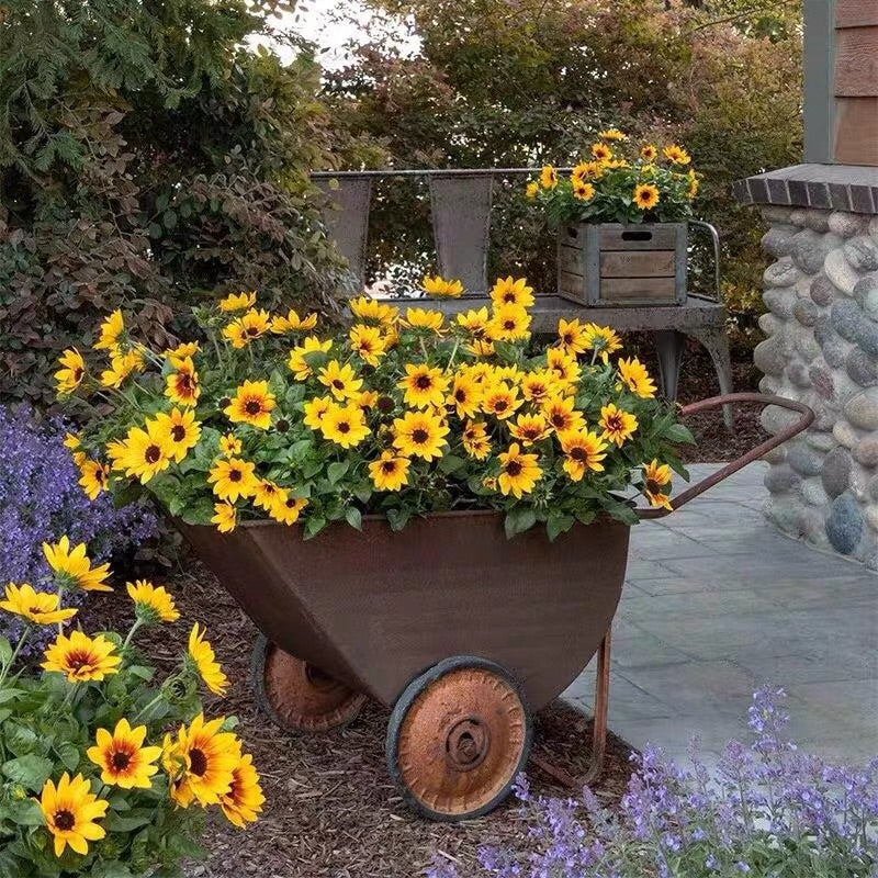 Sunflower Bonsai Flowering Machine, Glorious Years