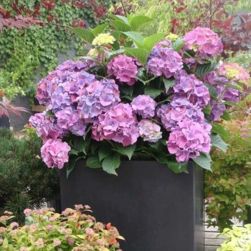 OFF-Outdoor Artificial Hydrangea Flowers💐