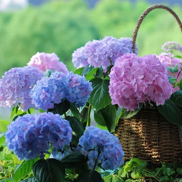 OFF-Outdoor Artificial Hydrangea Flowers💐