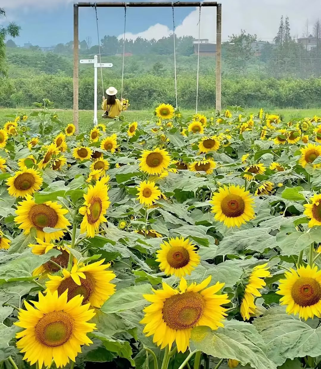 Multi-headed sunflower seeds