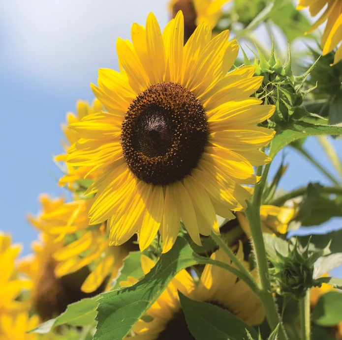 Multi-headed sunflower seeds