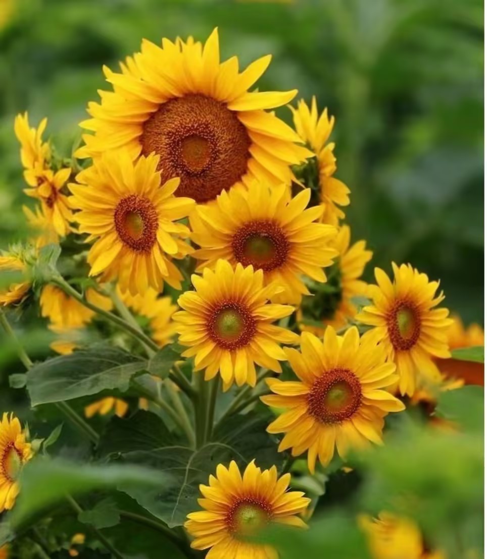 Multi-headed sunflower seeds
