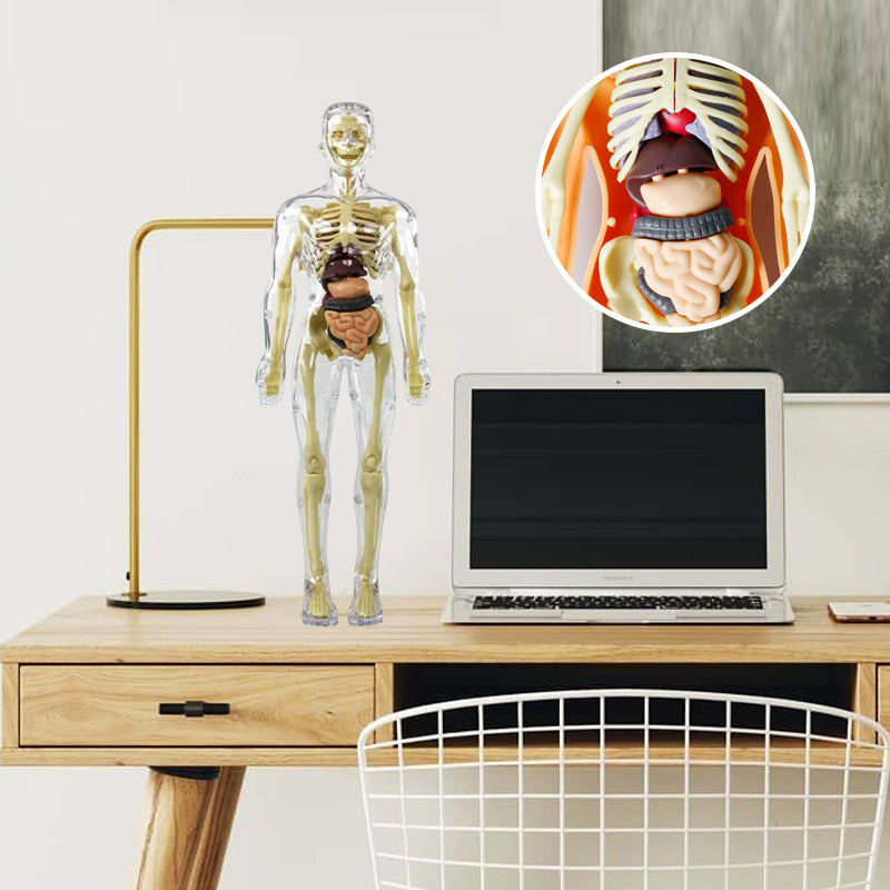 Ideales Geschenk -3D menschliches Skelett Anatomie Modell für Kinder