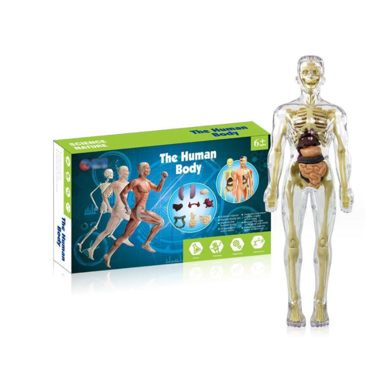Ideales Geschenk -3D menschliches Skelett Anatomie Modell für Kinder
