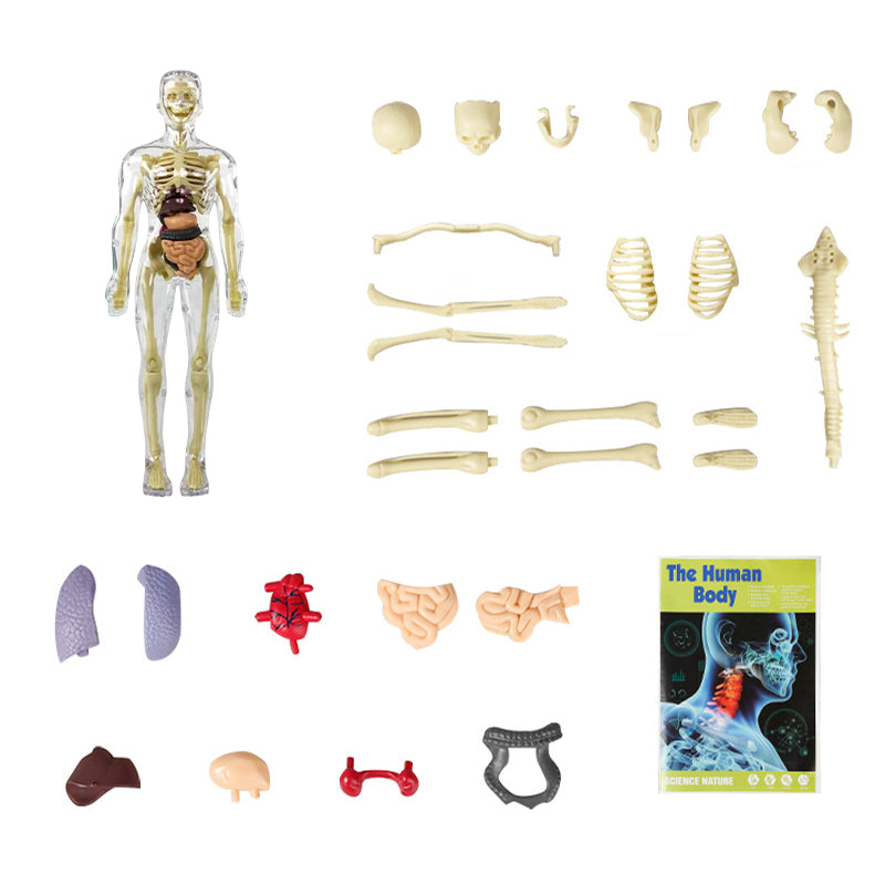 Ideales Geschenk -3D menschliches Skelett Anatomie Modell für Kinder