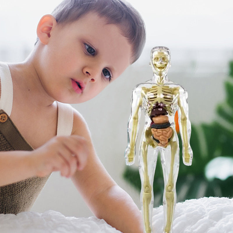 Ideales Geschenk -3D menschliches Skelett Anatomie Modell für Kinder