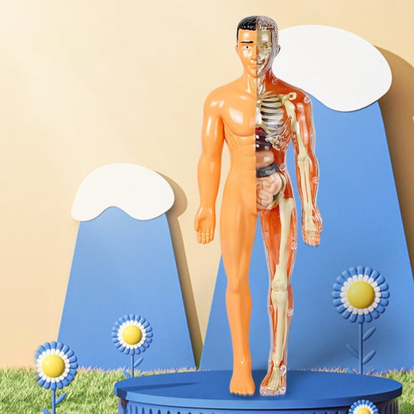 Ideales Geschenk -3D menschliches Skelett Anatomie Modell für Kinder