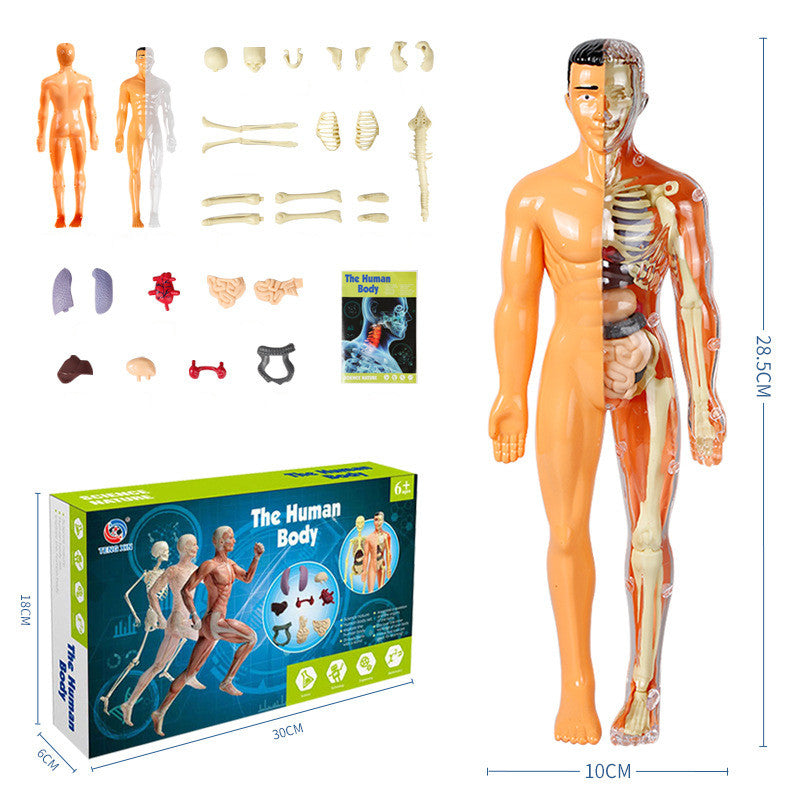 Ideales Geschenk -3D menschliches Skelett Anatomie Modell für Kinder